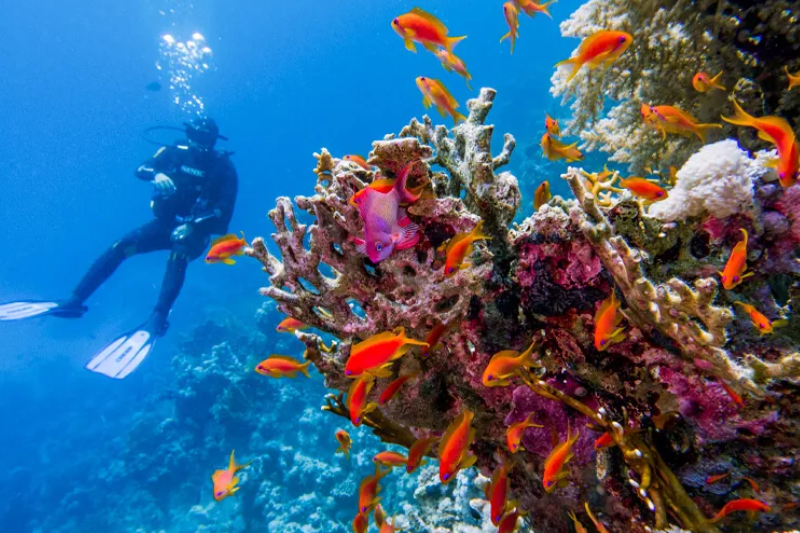 Confronto tra la barriera corallina di Sharm el Sheikh e Marsa Alam